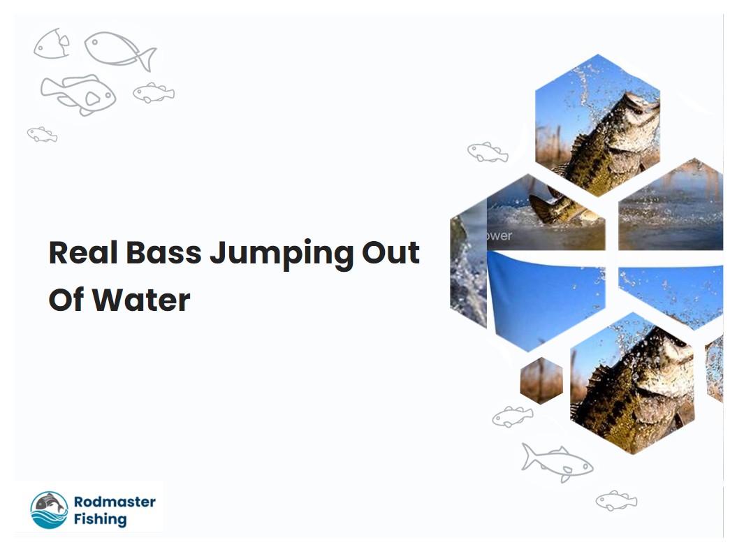 Real Bass Jumping Out Of Water