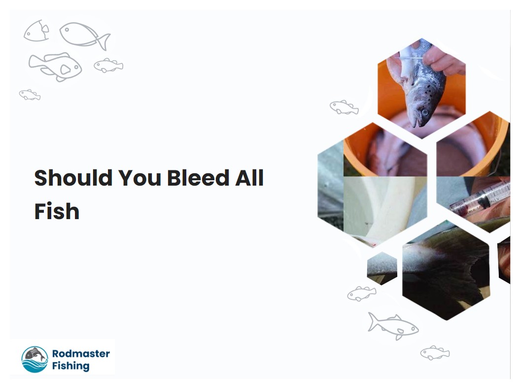 Should You Bleed All Fish