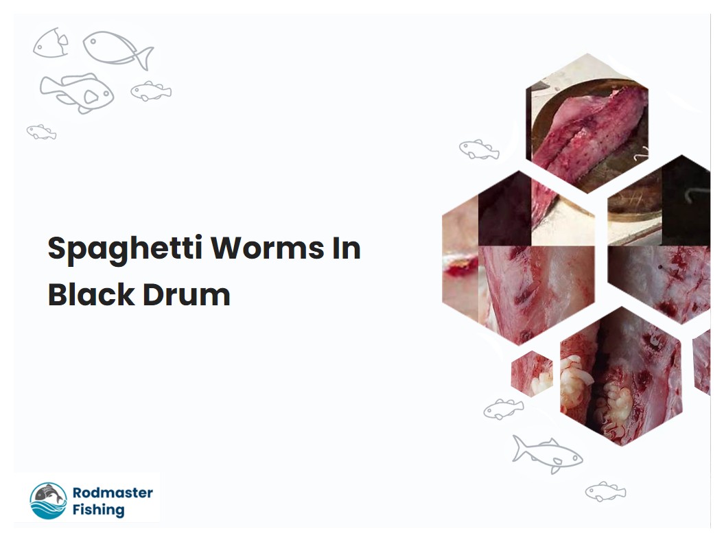 Spaghetti Worms In Black Drum