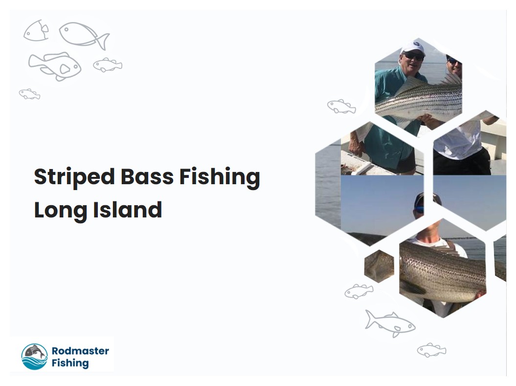 Striped Bass Fishing Long Island