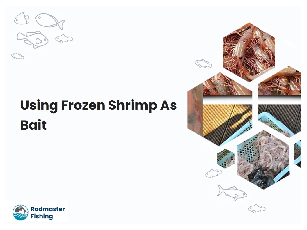 Using Frozen Shrimp As Bait
