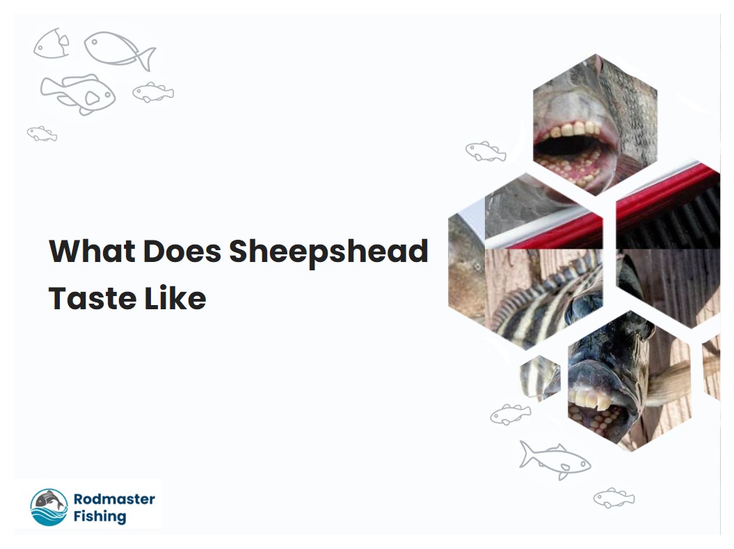 What Does Sheepshead Taste Like