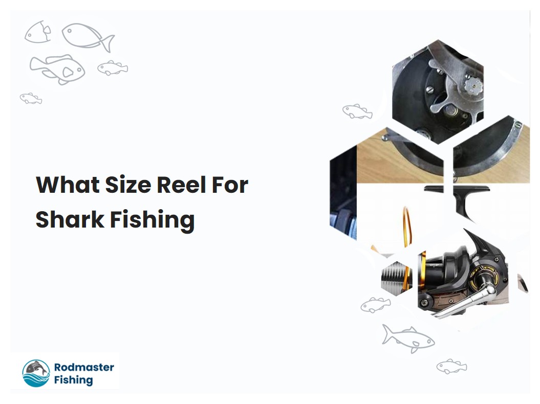 What Size Reel For Shark Fishing