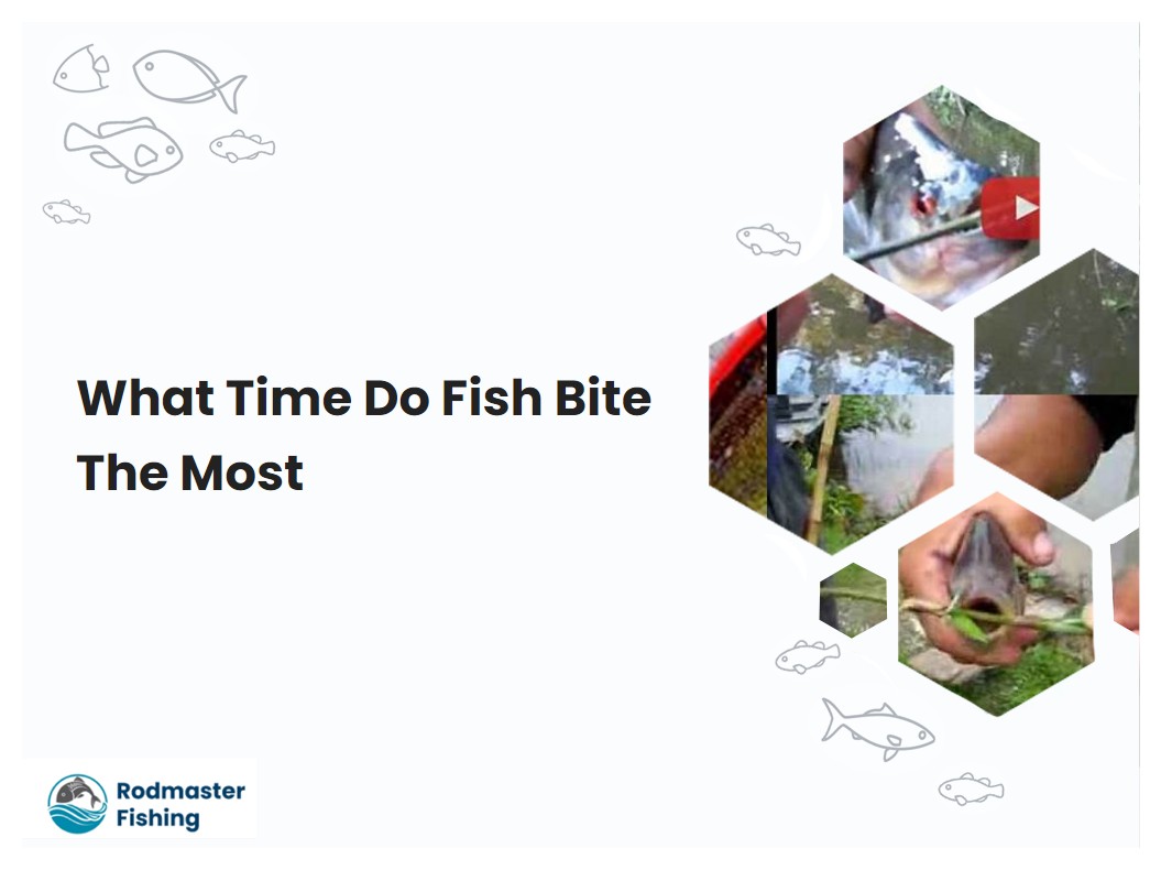 What Time Do Fish Bite The Most