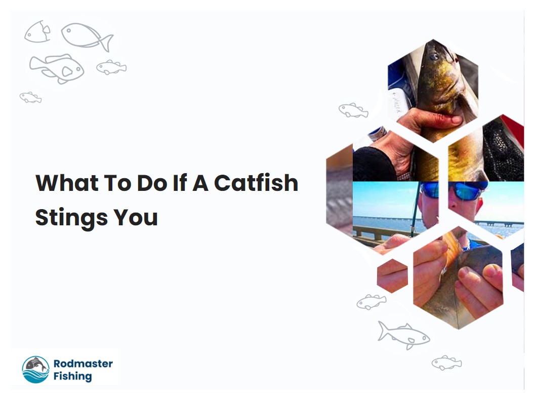 What To Do If A Catfish Stings You