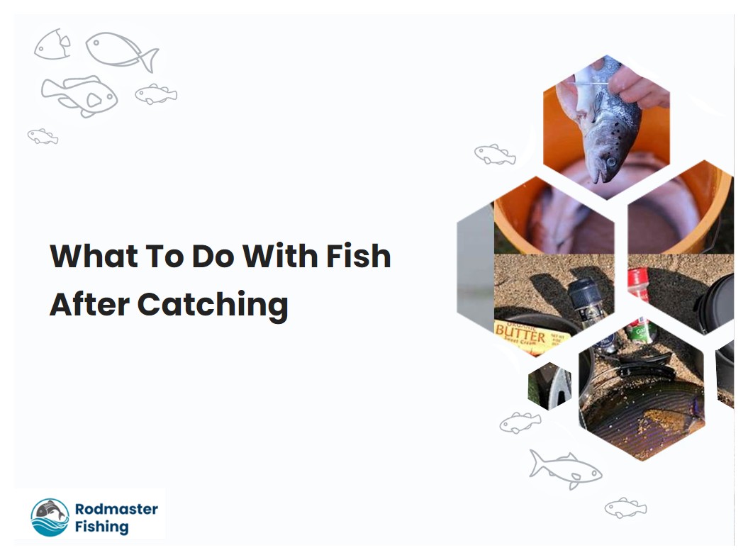 What To Do With Fish After Catching