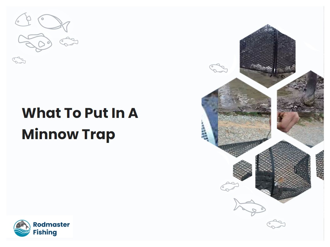 What To Put In A Minnow Trap