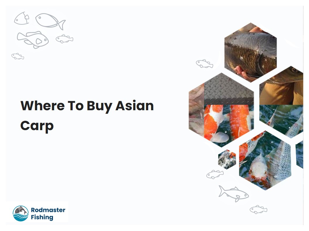 Where To Buy Asian Carp