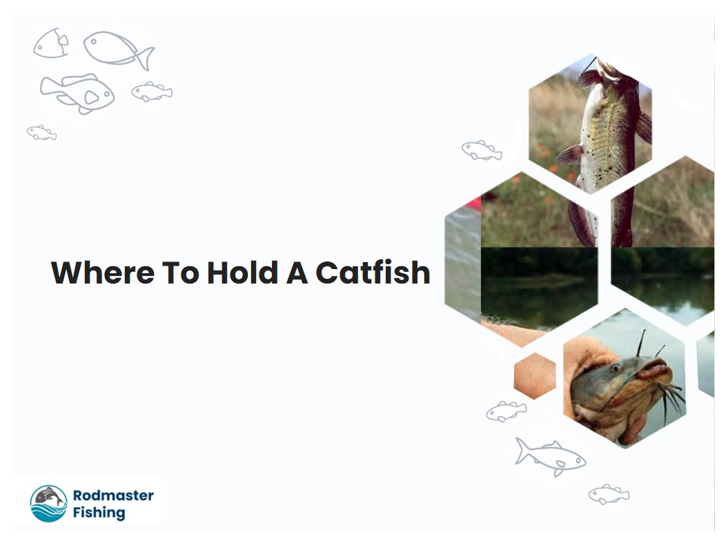 Where To Hold A Catfish
