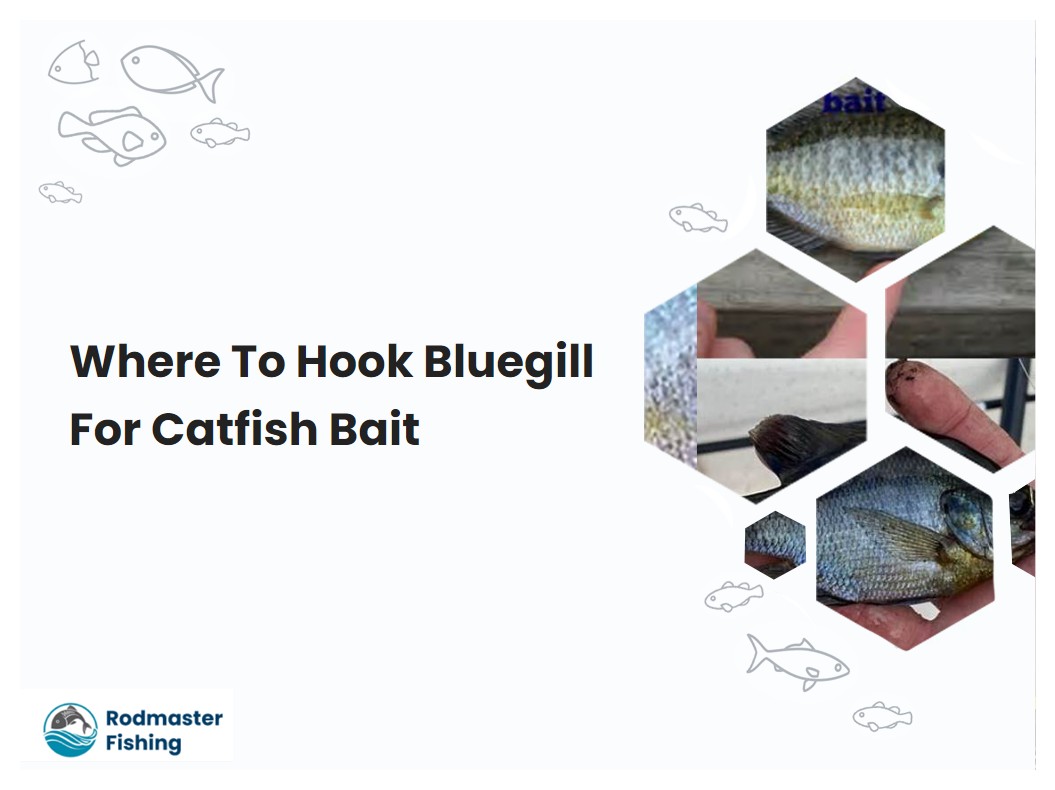Where To Hook Bluegill For Catfish Bait