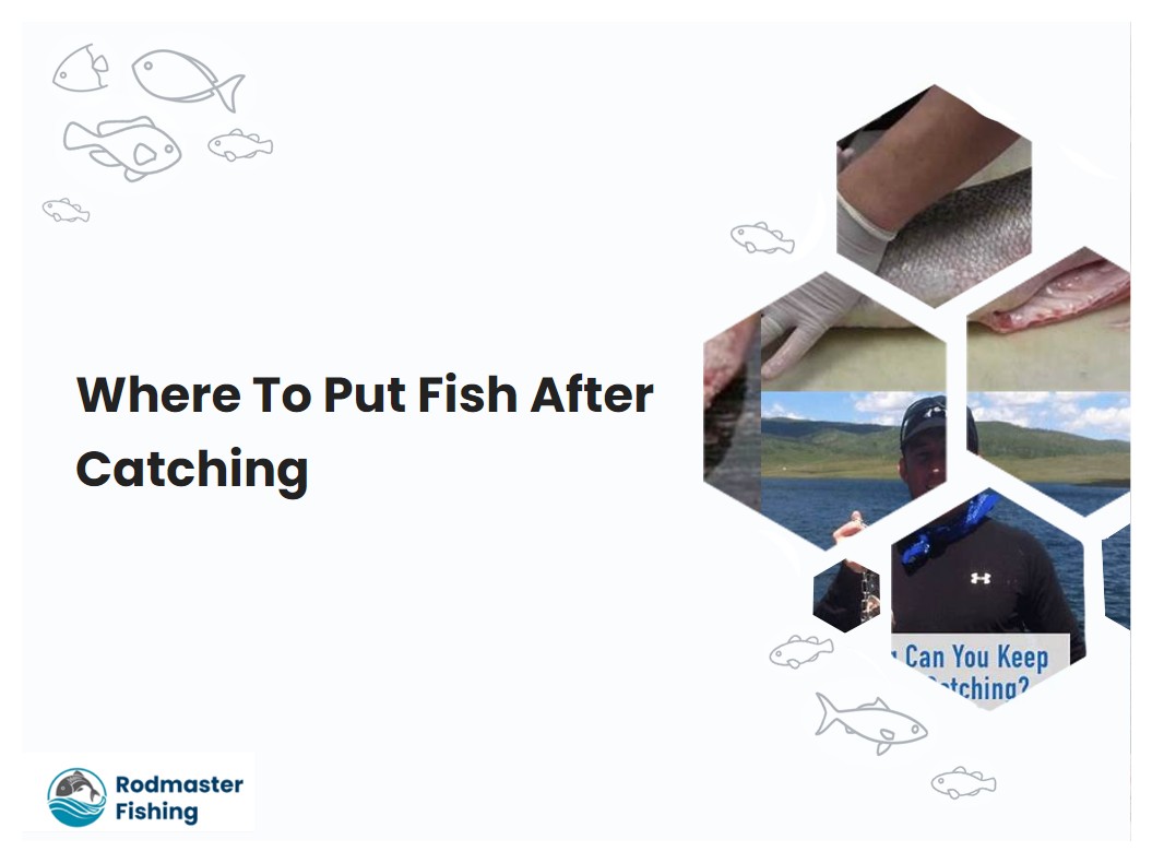 Where To Put Fish After Catching