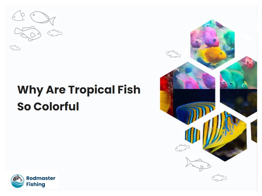 Why Are Tropical Fish So Colorful
