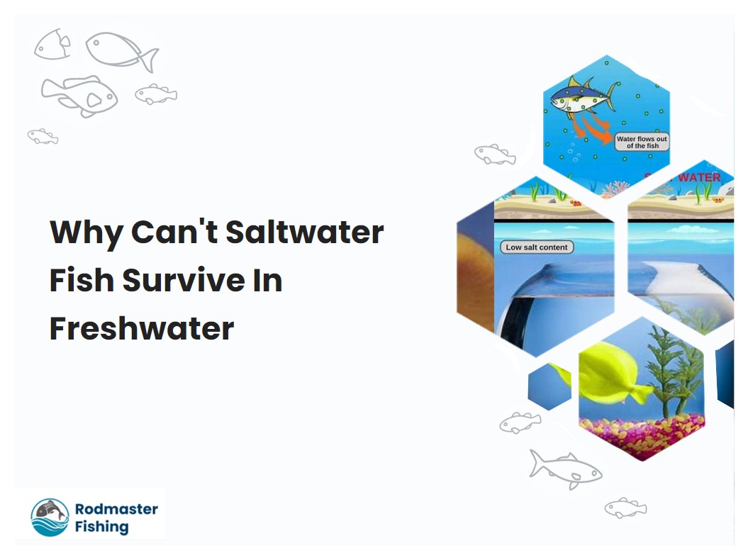 Why Cant Saltwater Fish Survive In Freshwater