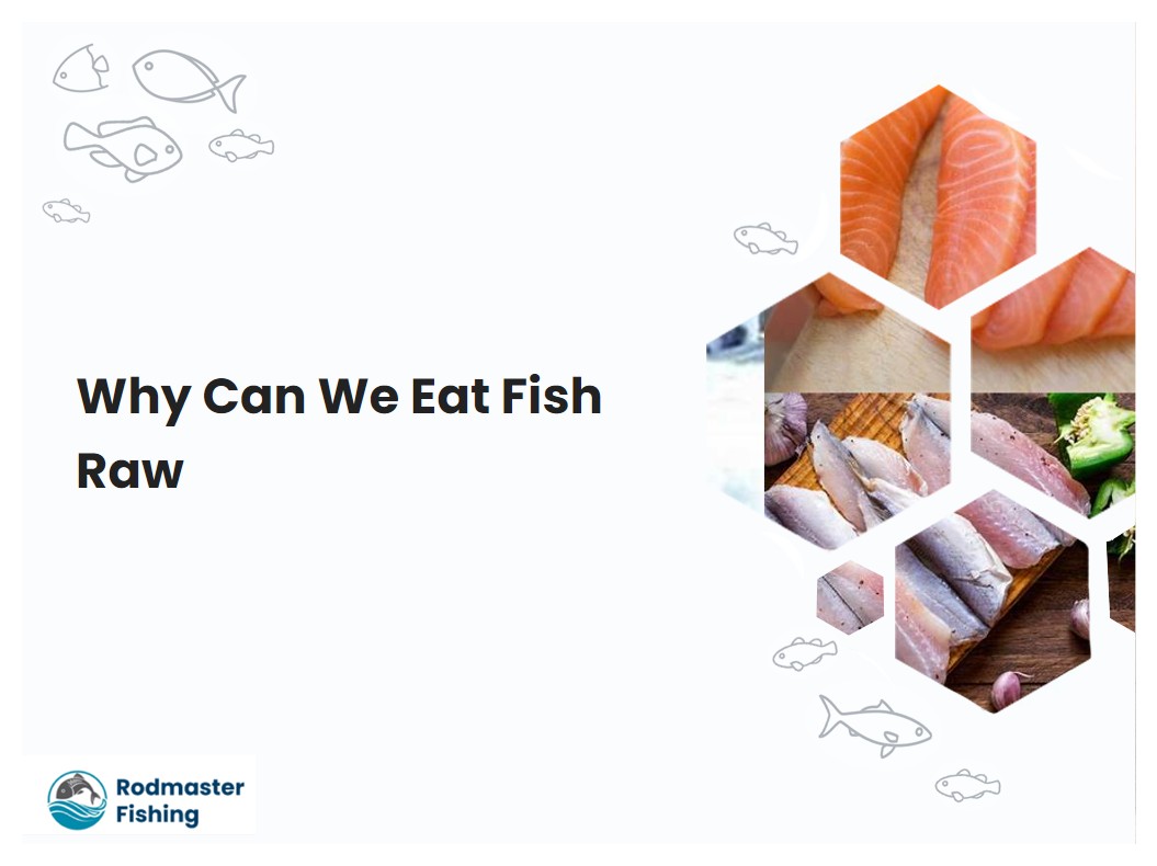 Why Can We Eat Fish Raw
