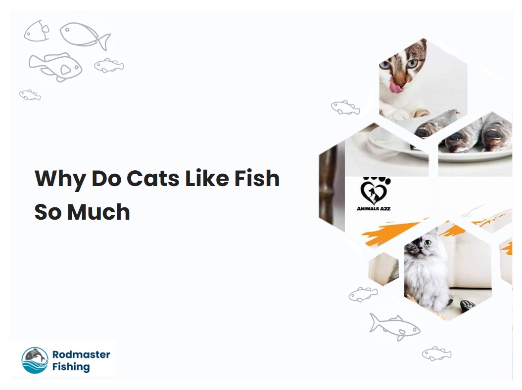 Why Do Cats Like Fish So Much