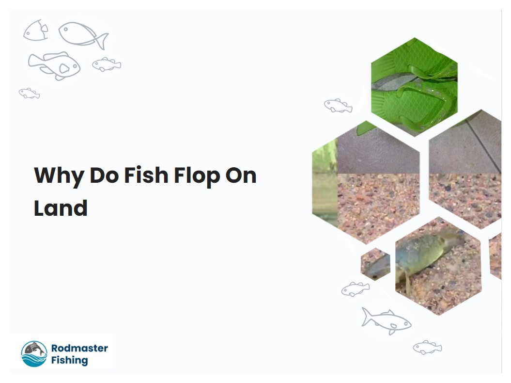 Why Do Fish Flop On Land