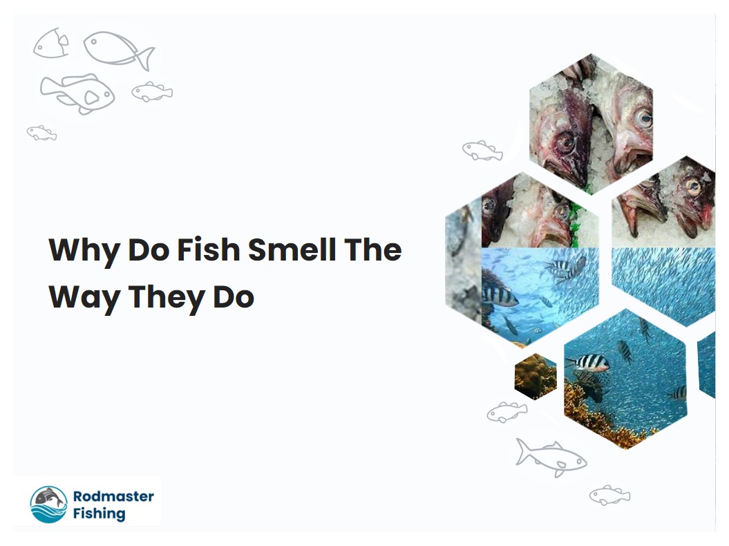 Why Do Fish Smell The Way They Do