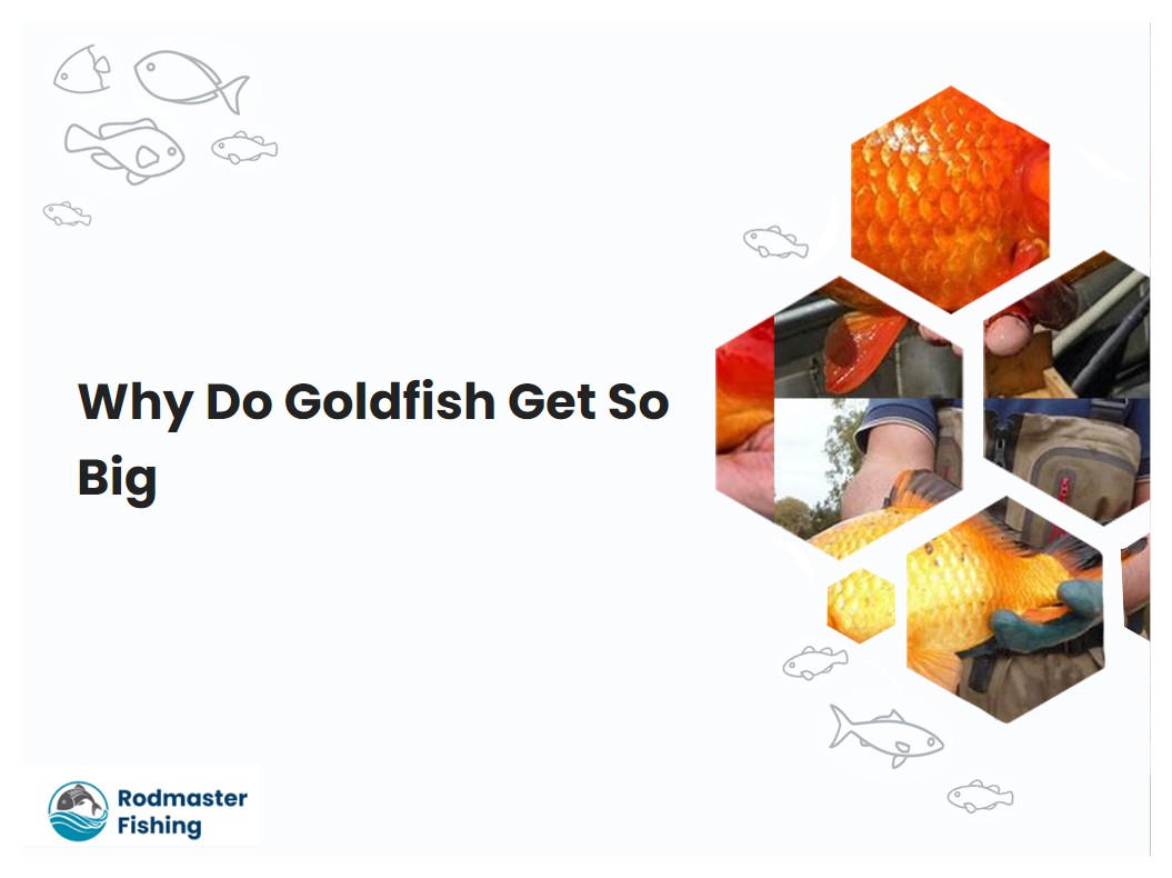 Why Do Goldfish Get So Big