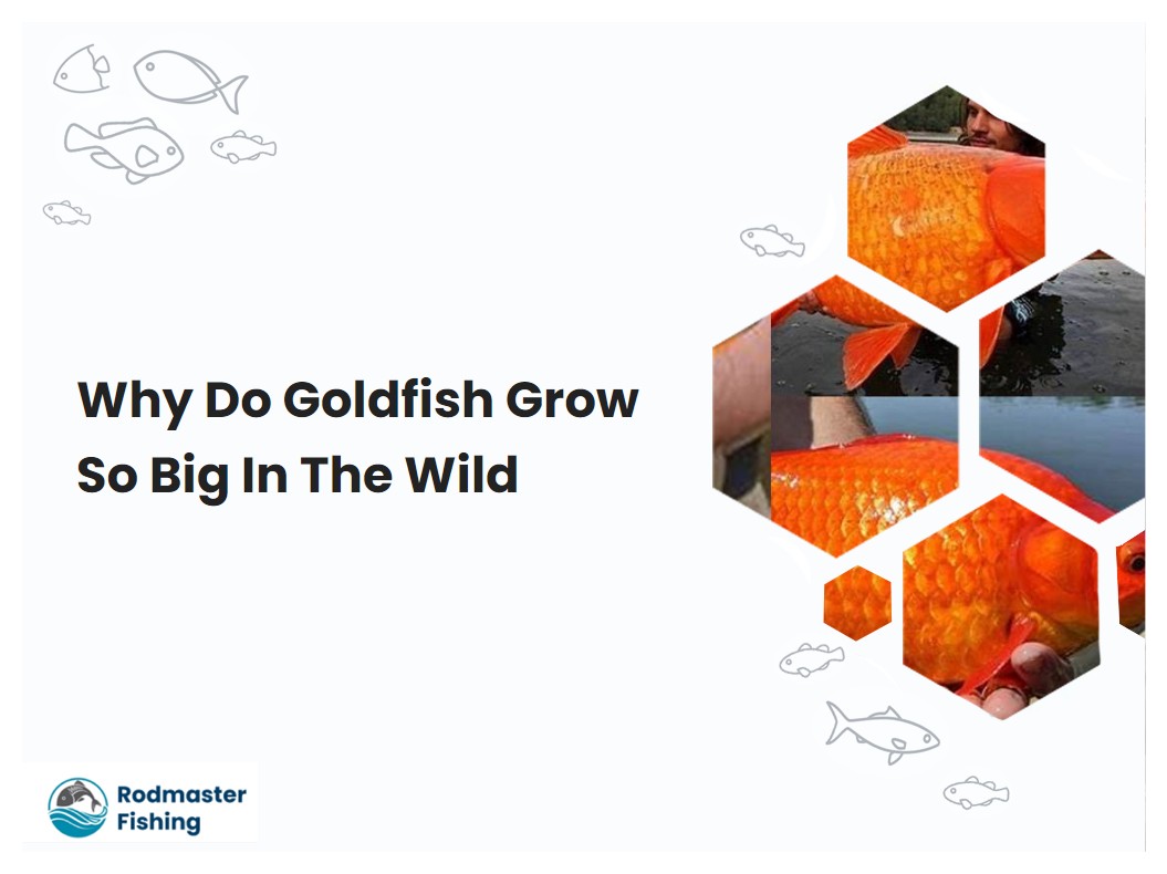Why Do Goldfish Grow So Big In The Wild