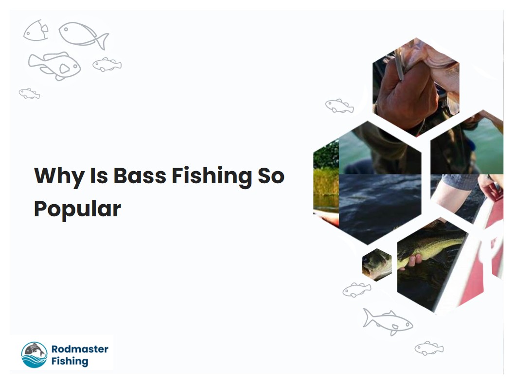 Why Is Bass Fishing So Popular