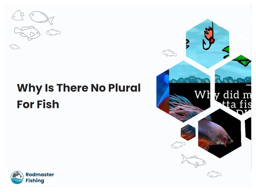 Why Is There No Plural For Fish