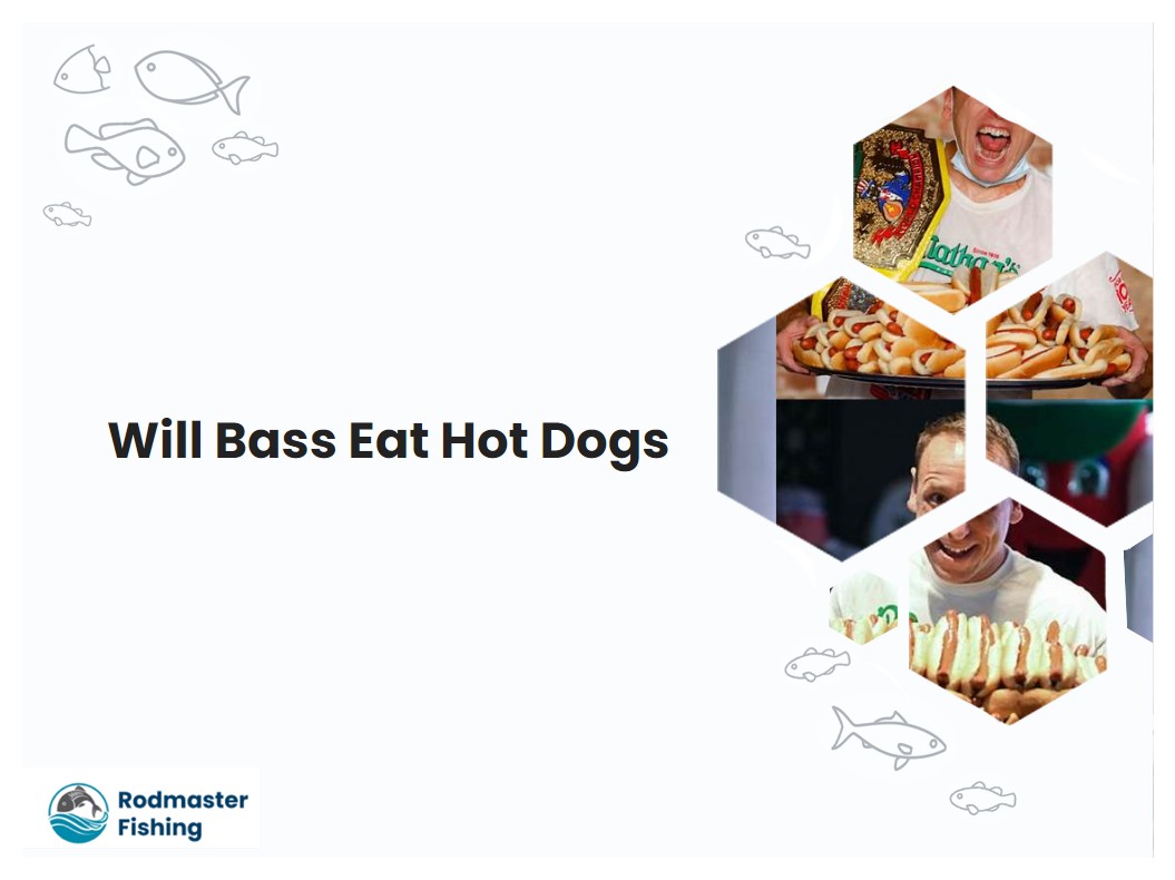 Will Bass Eat Hot Dogs