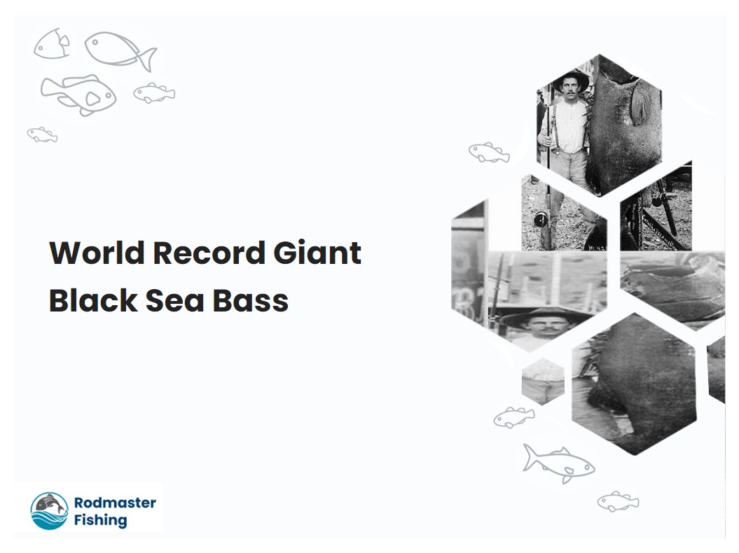 World Record Giant Black Sea Bass