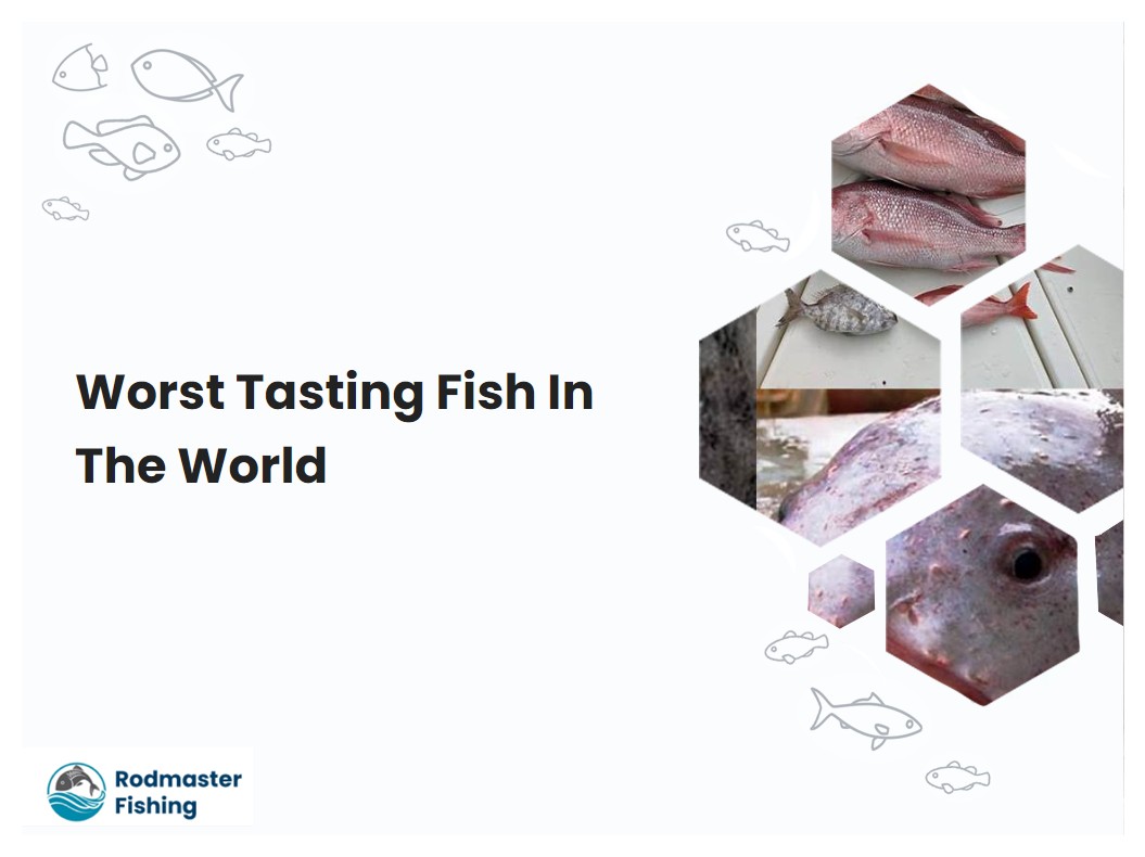 Worst Tasting Fish In The World