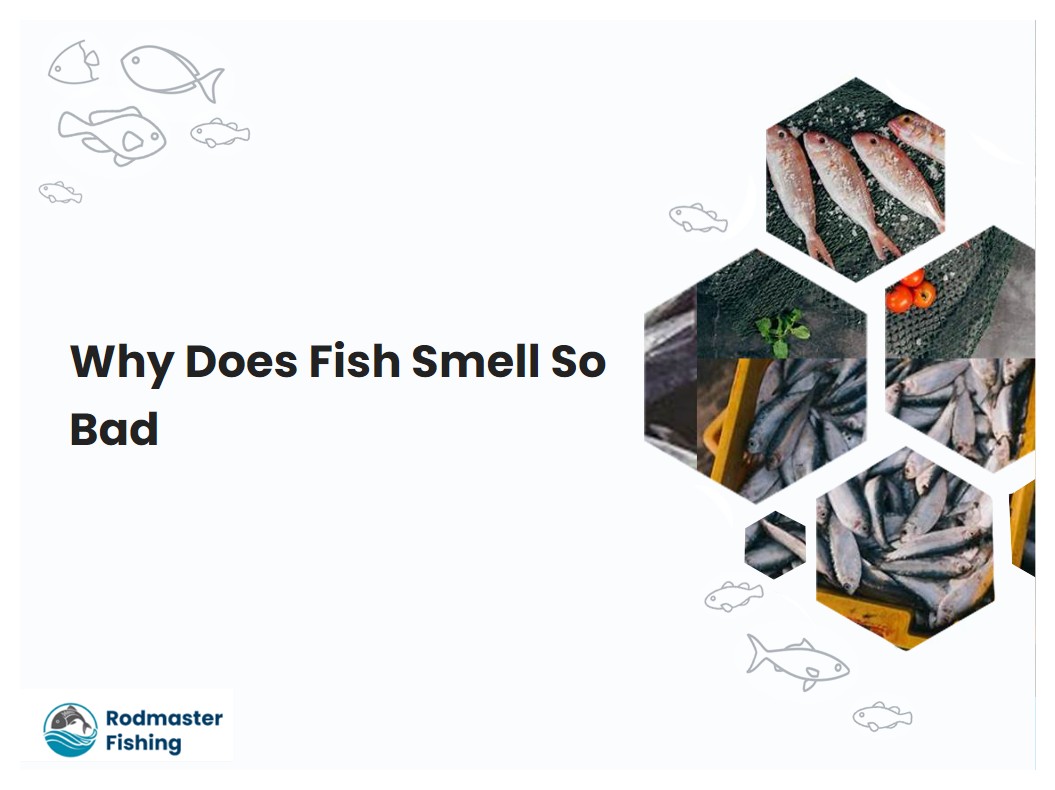 Why Does Fish Smell So Bad